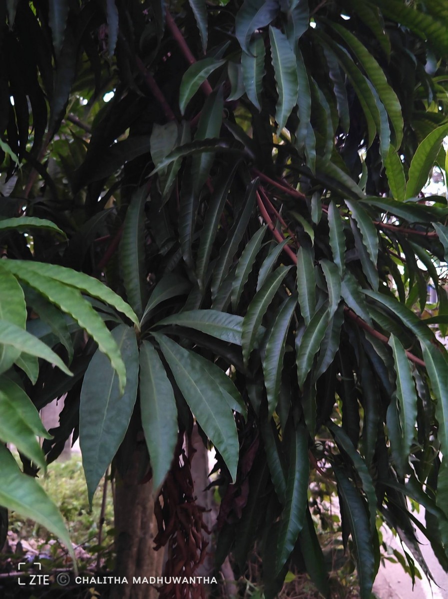 Lucuma campechiana Kunth