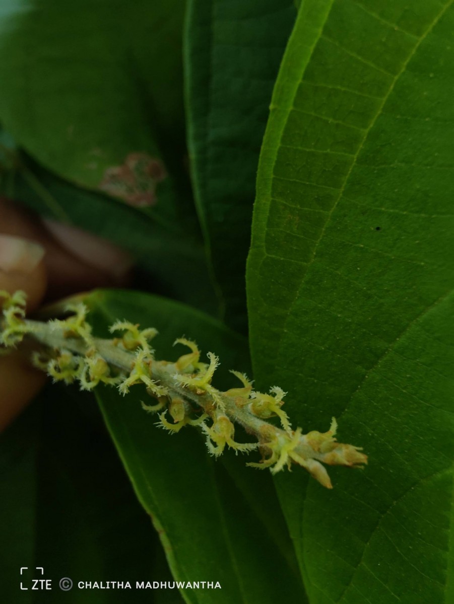 Mallotus rhamnifolius (Willd.) Müll.Arg.