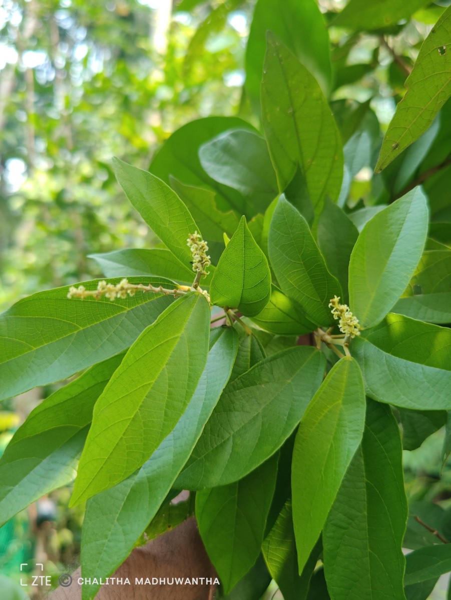 Mallotus rhamnifolius (Willd.) Müll.Arg.