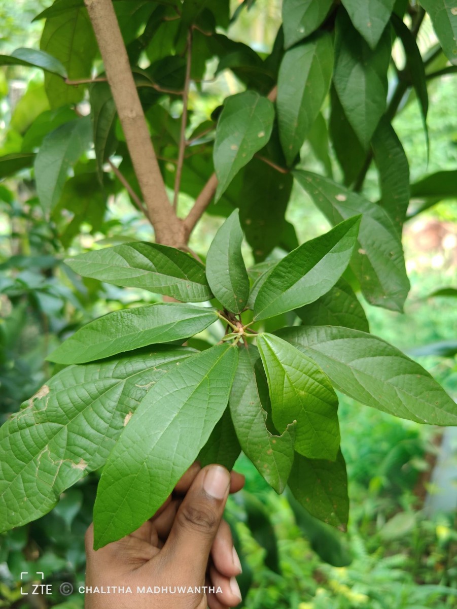 Mallotus rhamnifolius (Willd.) Müll.Arg.