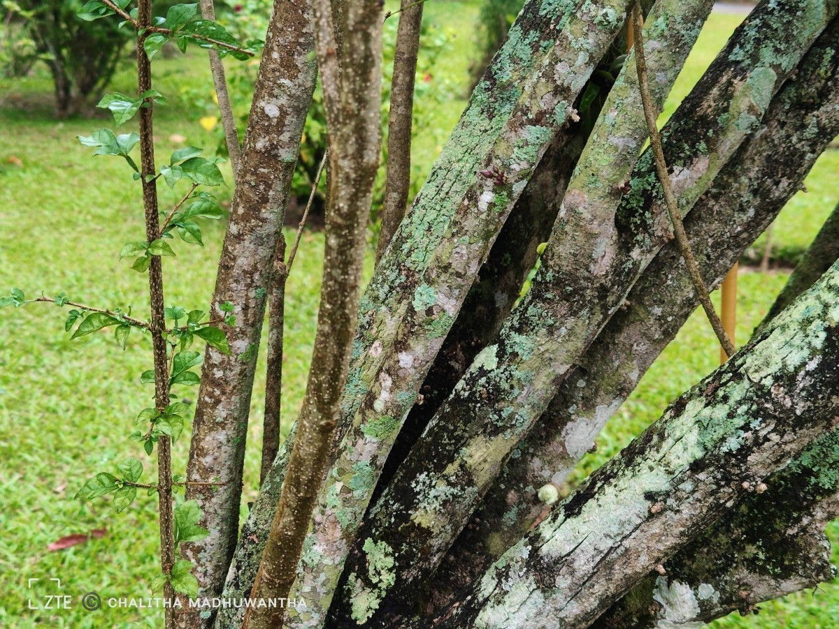 Parmentiera cereifera Seem.