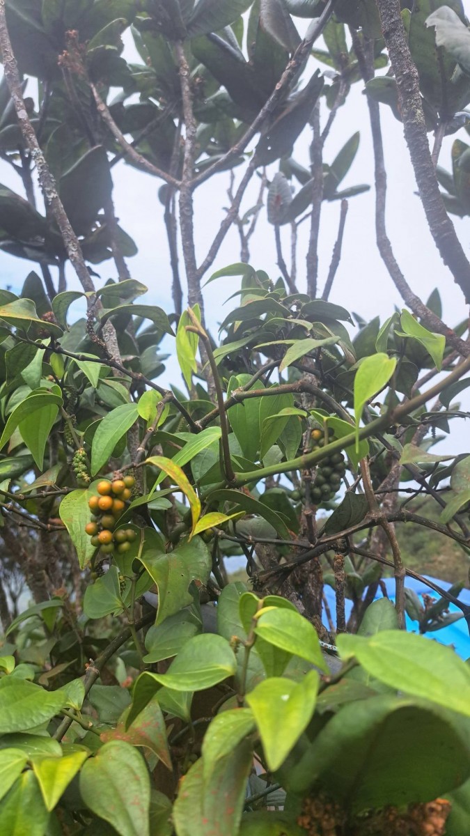 Piper zeylanicum Miq.