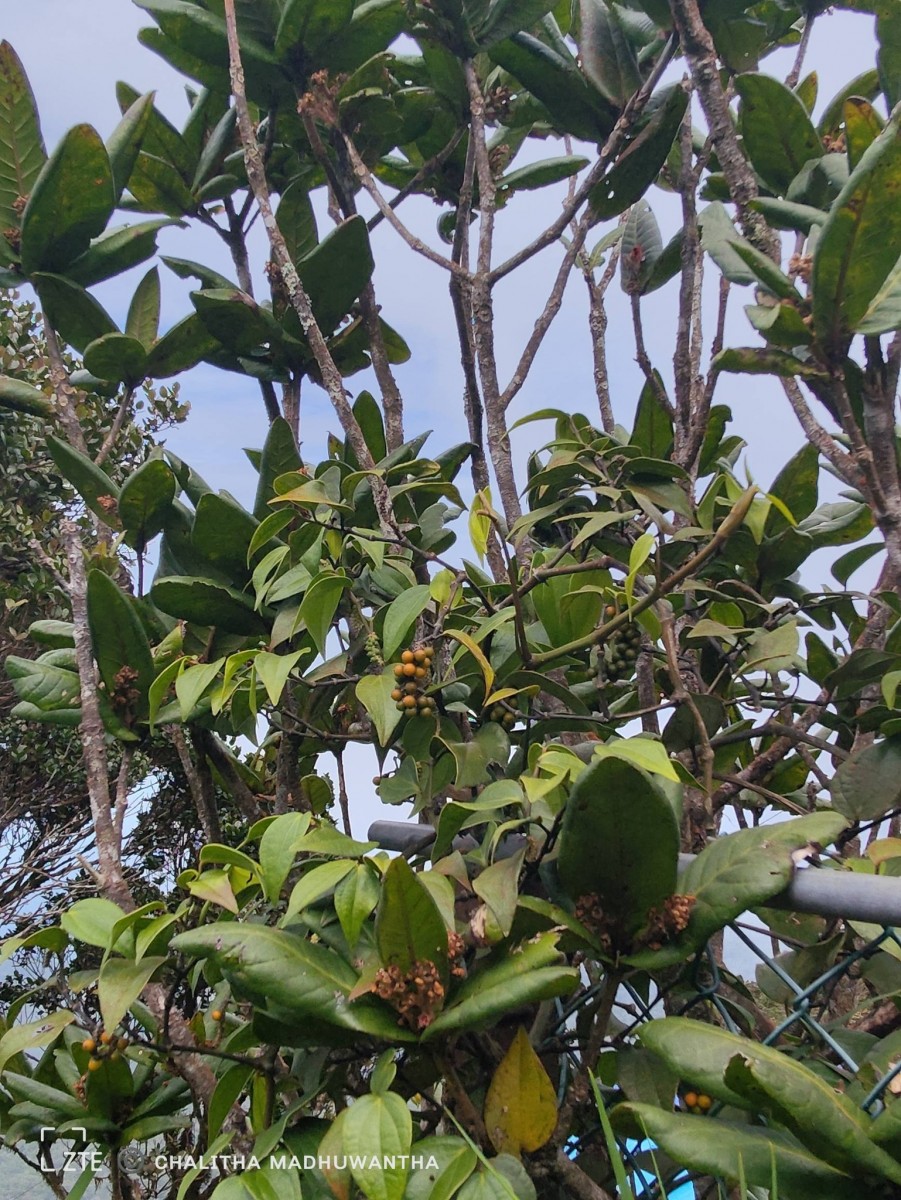 Piper zeylanicum Miq.