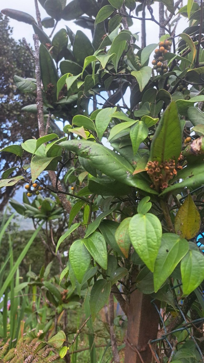 Piper zeylanicum Miq.