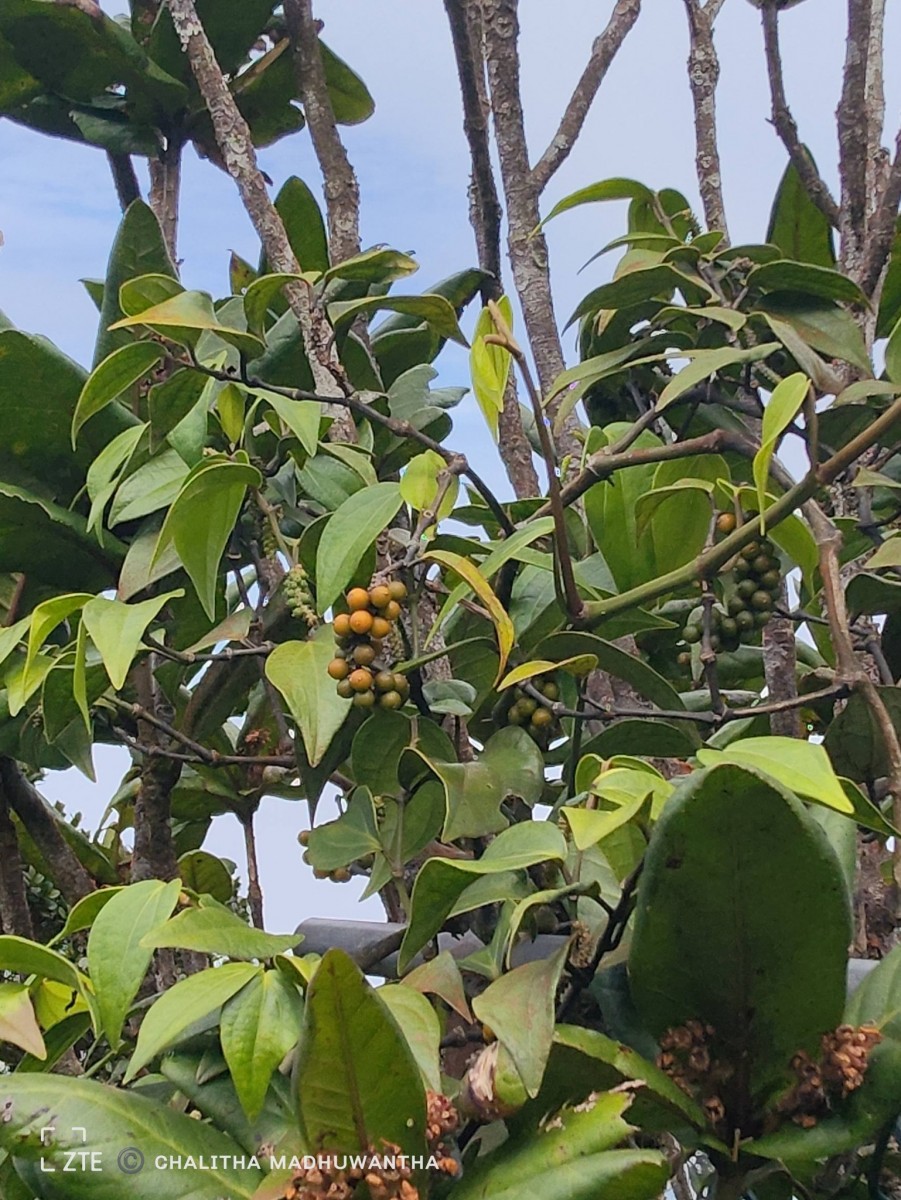 Piper zeylanicum Miq.