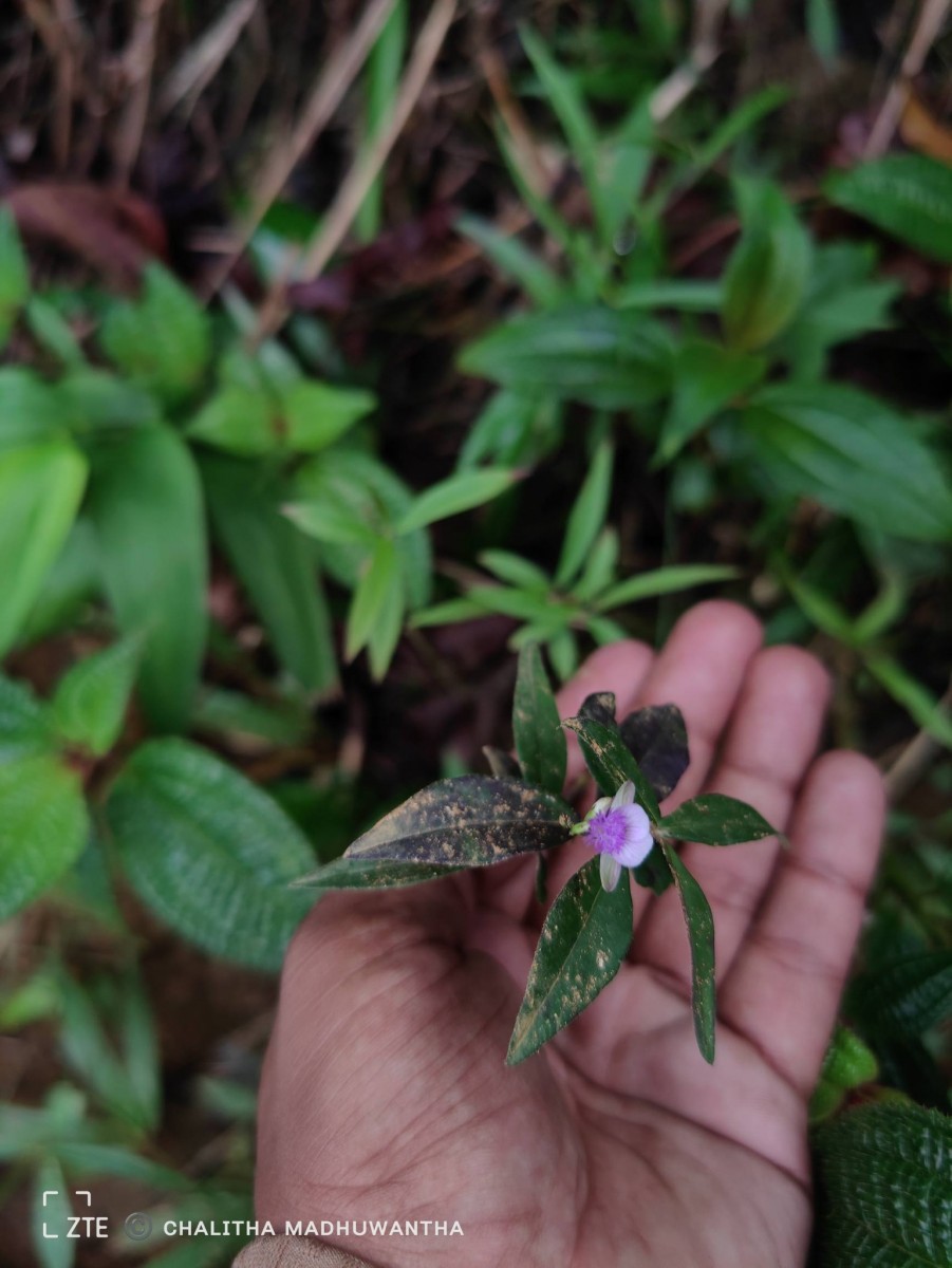 Polygala macrolophos Hassk.