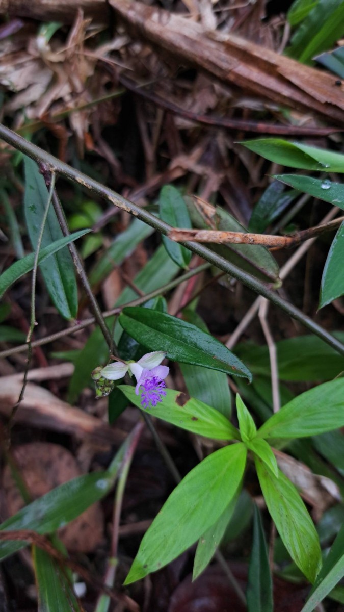 Polygala macrolophos Hassk.
