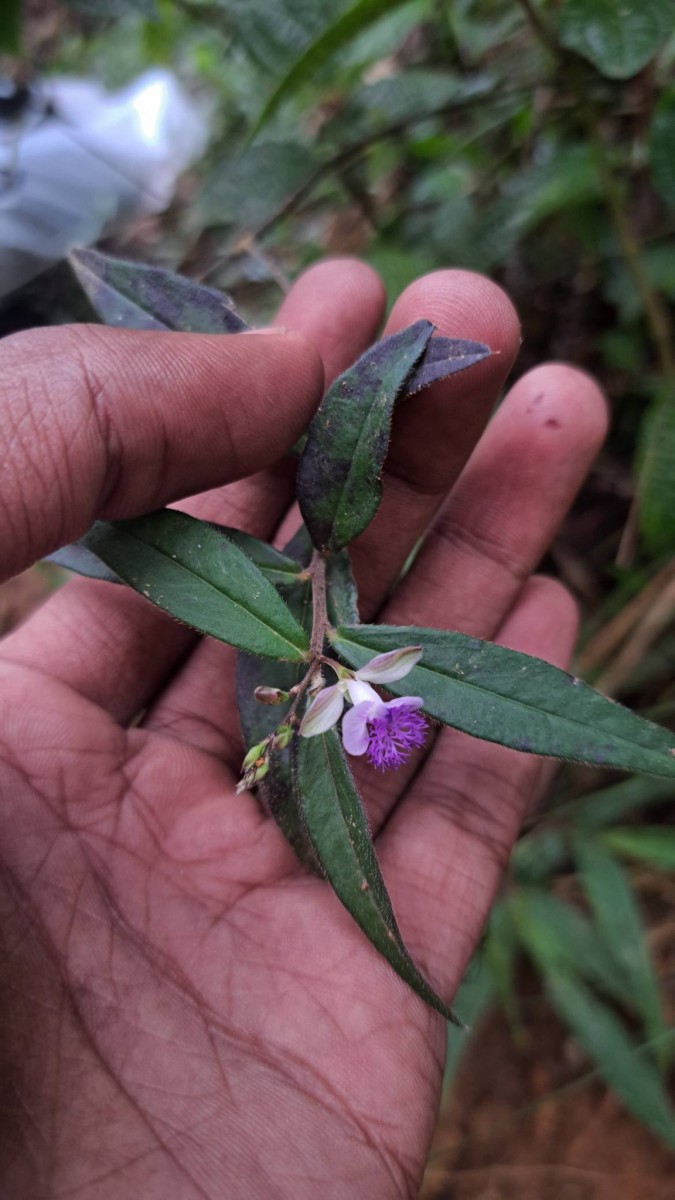 Polygala macrolophos Hassk.