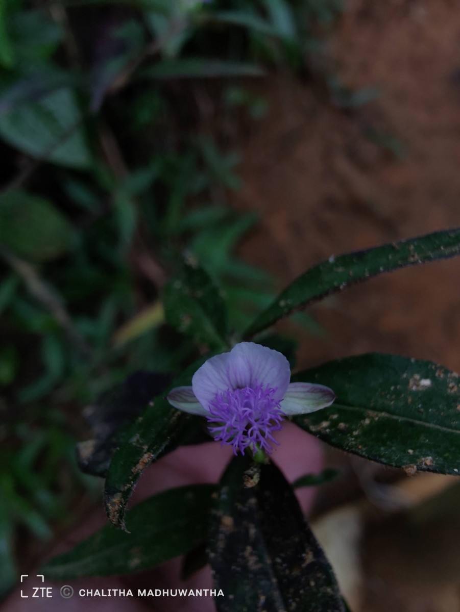 Polygala macrolophos Hassk.