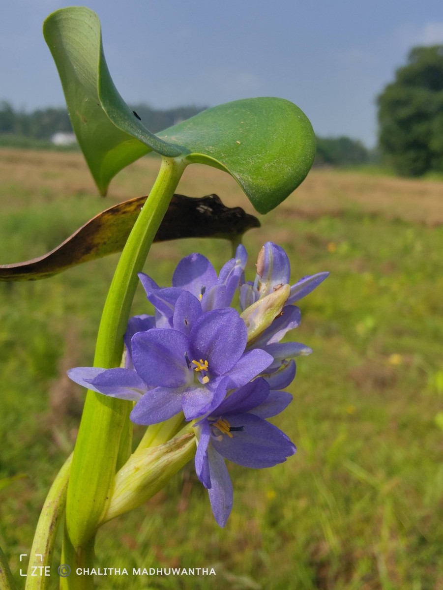 Pontederia vaginalis Burm.f.
