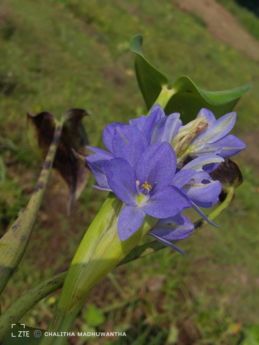 Pontederia vaginalis Burm.f.