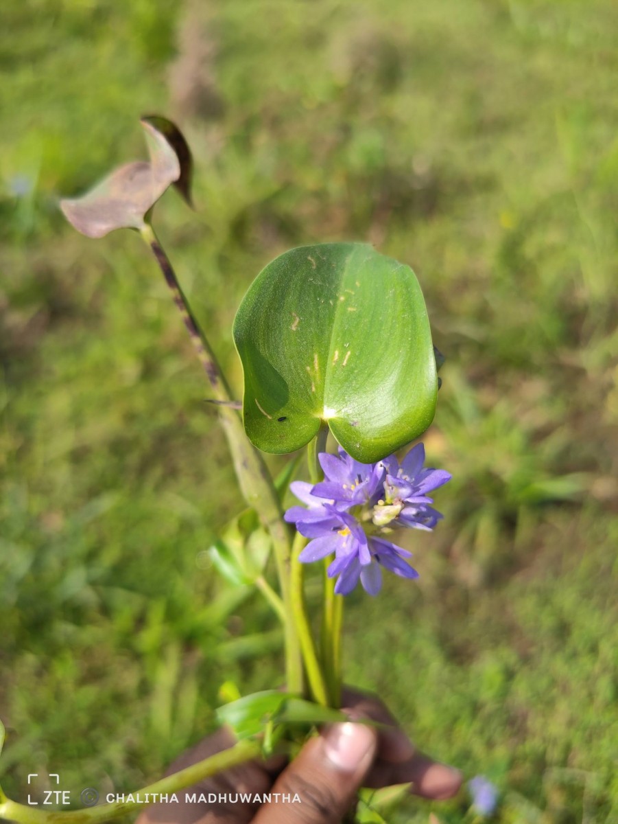 Pontederia vaginalis Burm.f.