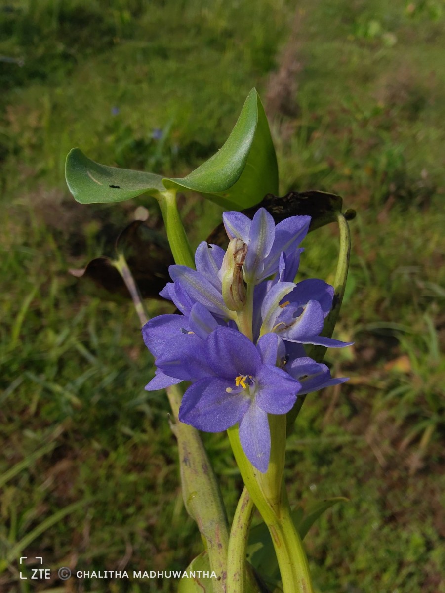 Pontederia vaginalis Burm.f.