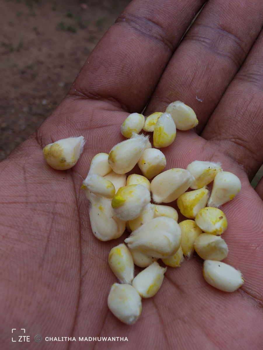 Thespesia populnea (L.) Sol. ex Corrêa