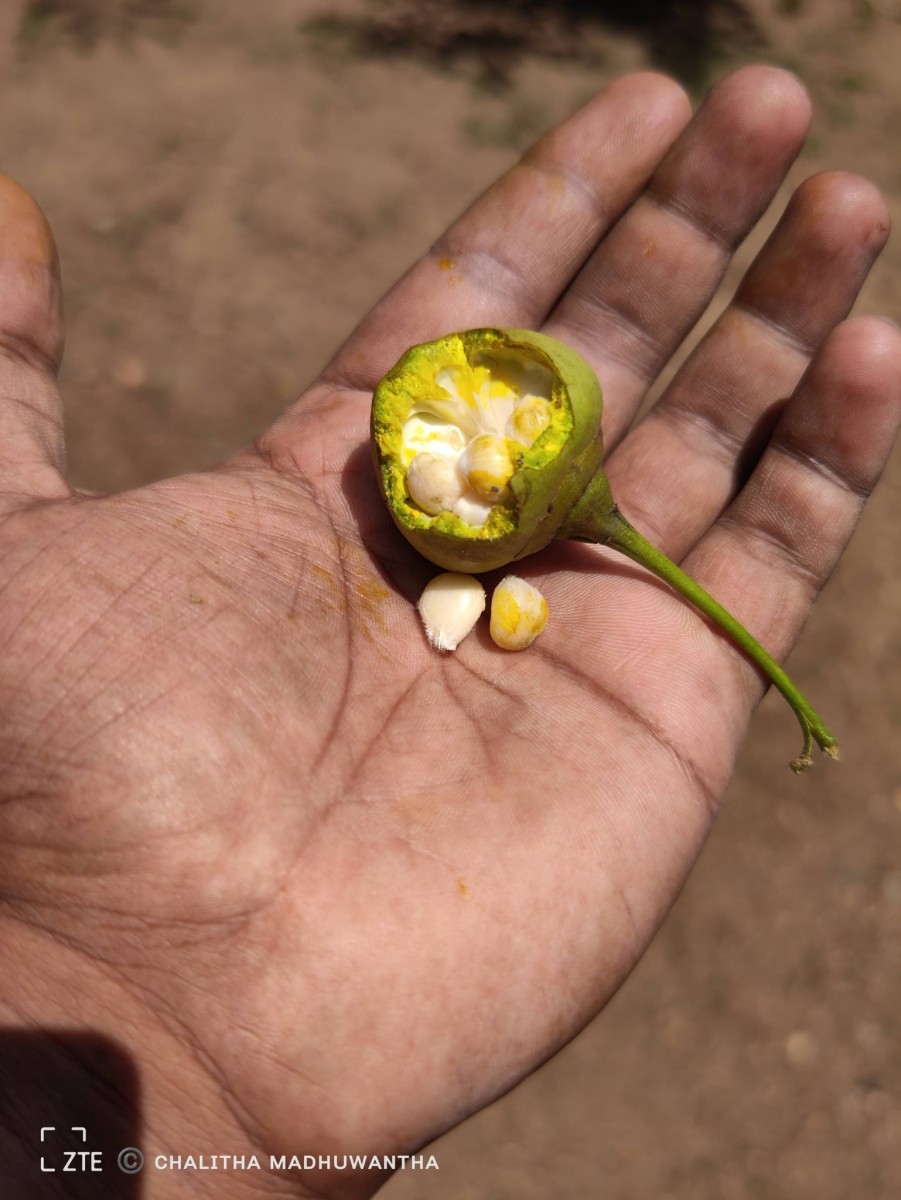 Thespesia populnea (L.) Sol. ex Corrêa