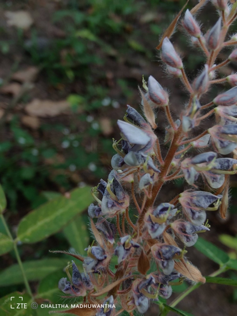 Uraria picta (Jacq.) Desv. ex DC.