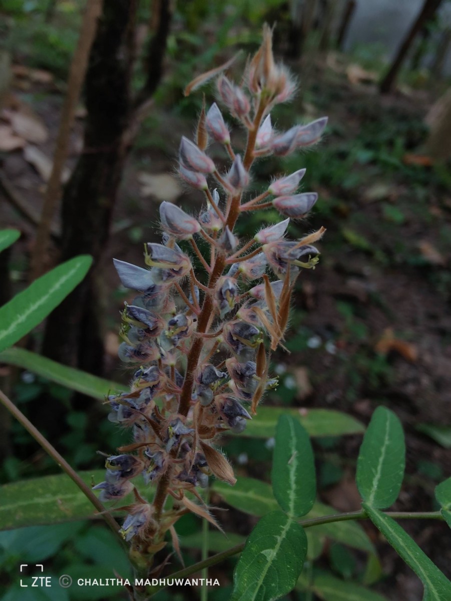 Uraria picta (Jacq.) Desv. ex DC.