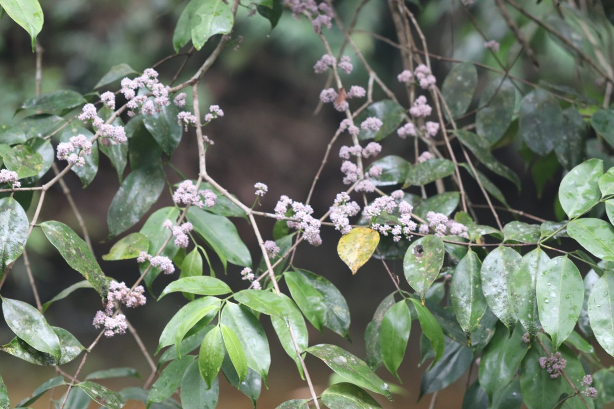 Memecylon grande Retz.