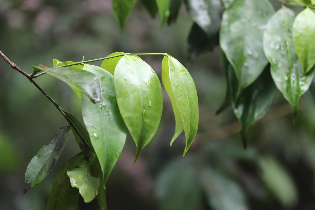 Memecylon grande Retz.