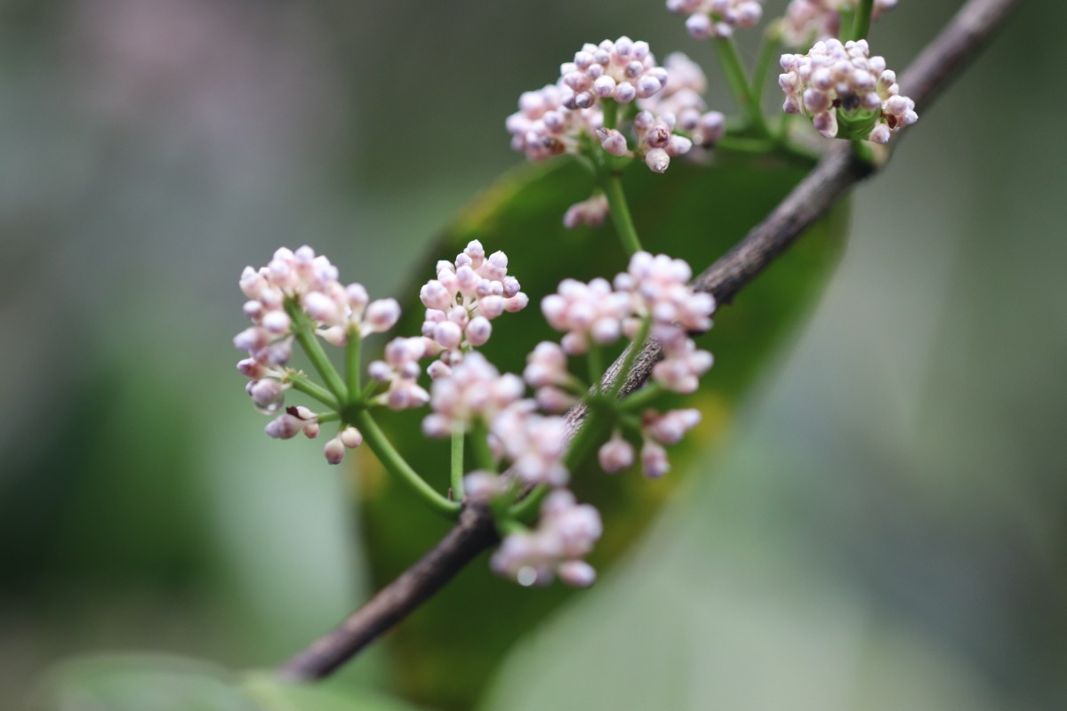 Memecylon grande Retz.