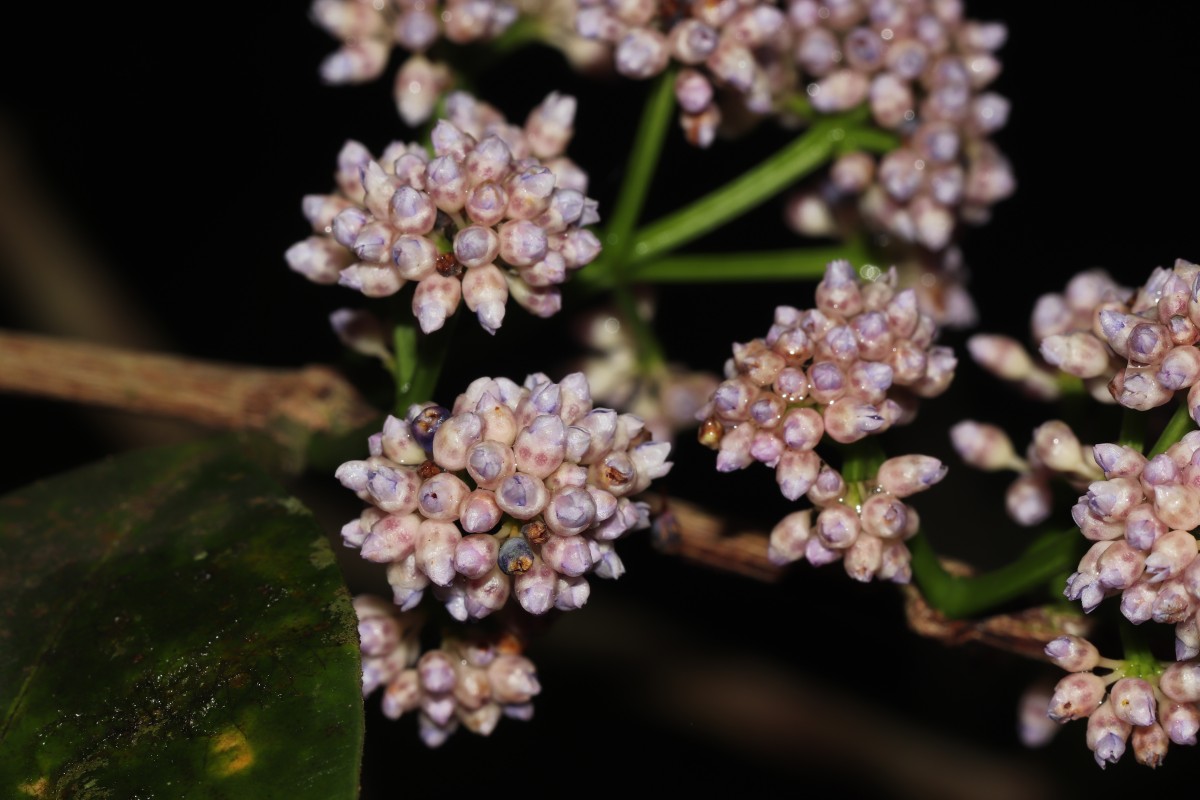 Memecylon grande Retz.