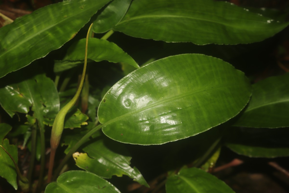 Lagenandra bogneri de Wit