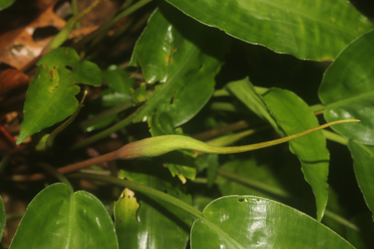 Lagenandra bogneri de Wit