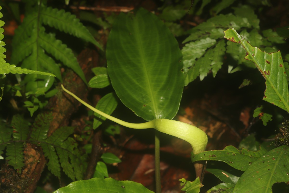 Lagenandra bogneri de Wit