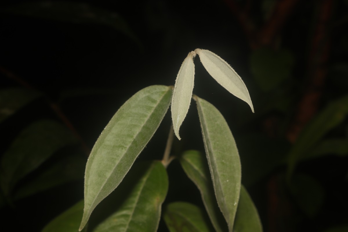 Eugenia insignis Thwaites