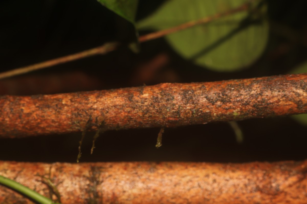 Eugenia insignis Thwaites