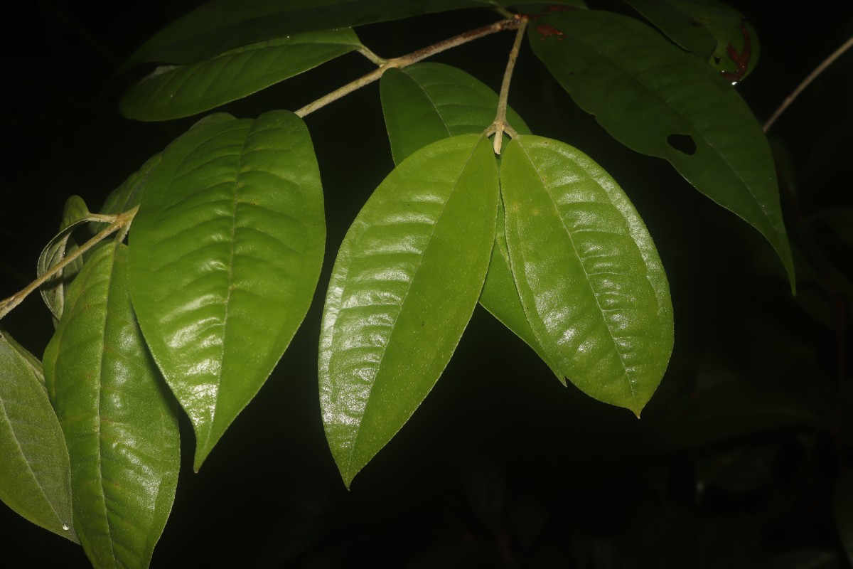 Eugenia insignis Thwaites