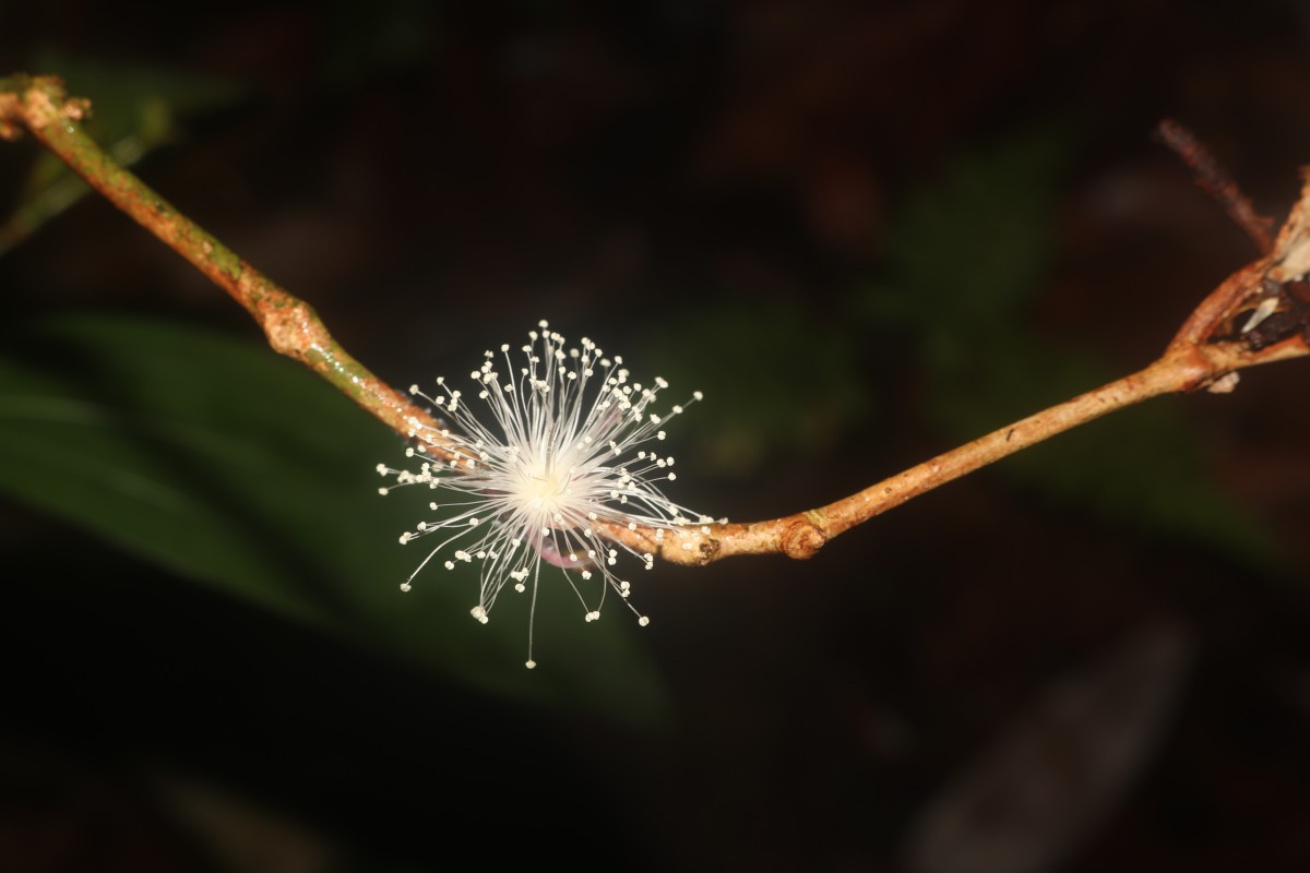 Eugenia rivulorum Thwaites