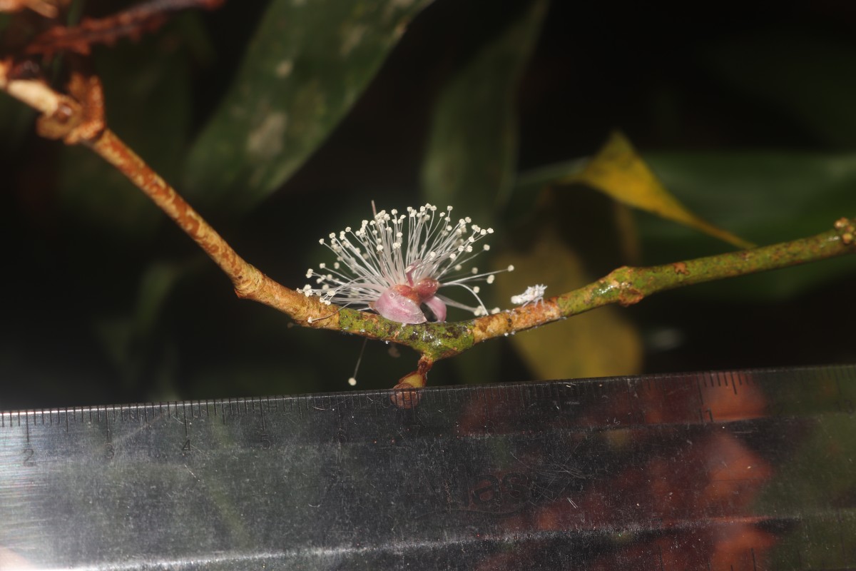 Eugenia rivulorum Thwaites