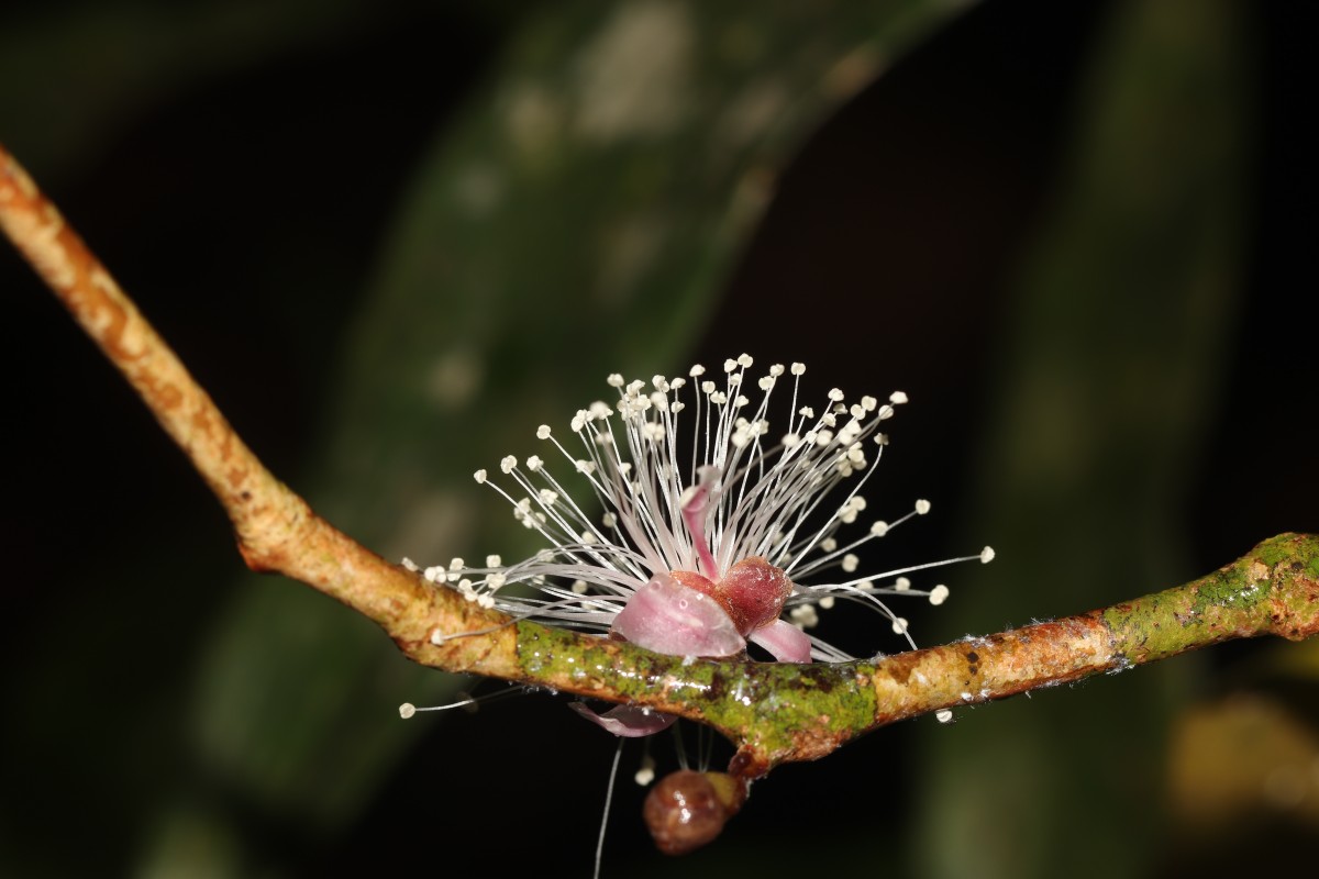Eugenia rivulorum Thwaites