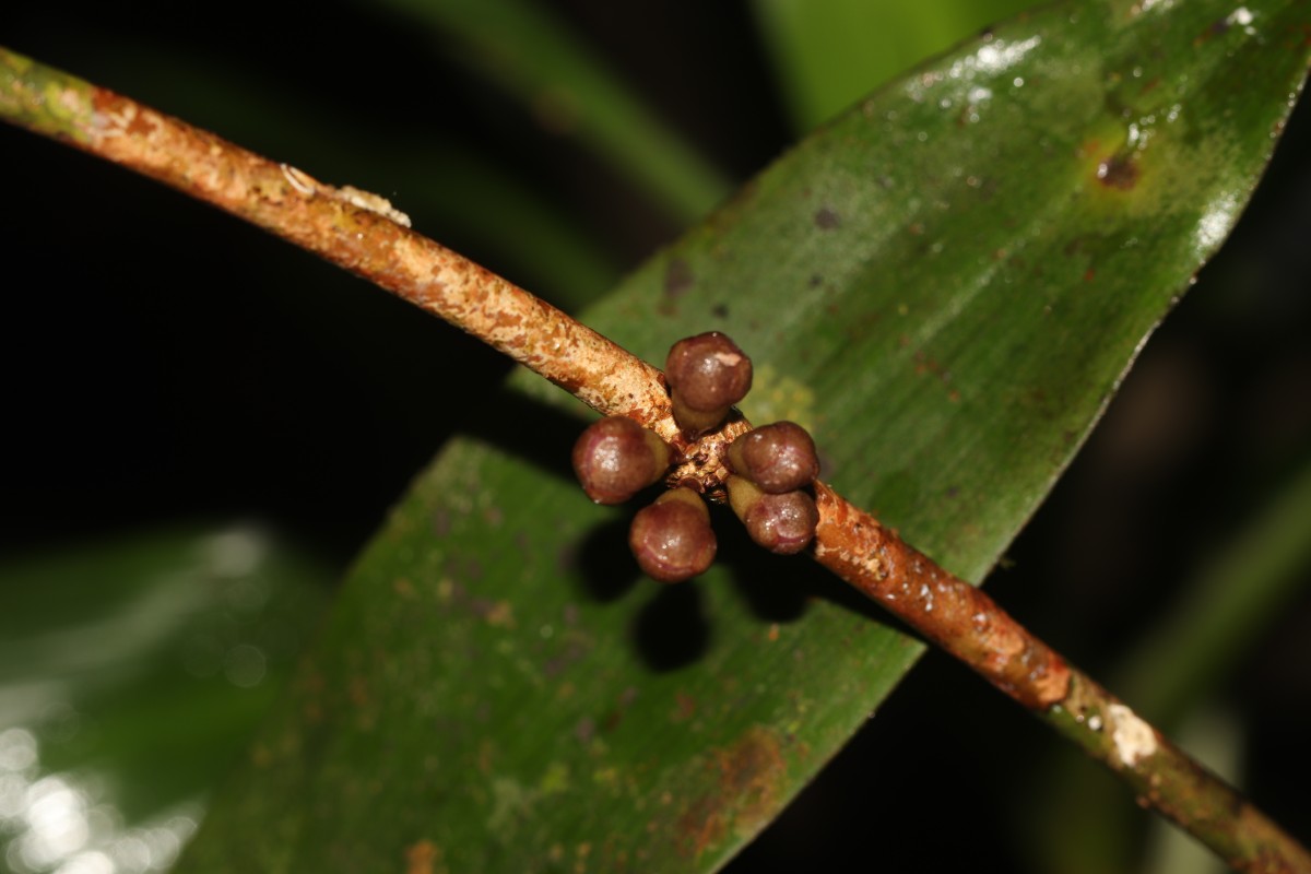Eugenia rivulorum Thwaites
