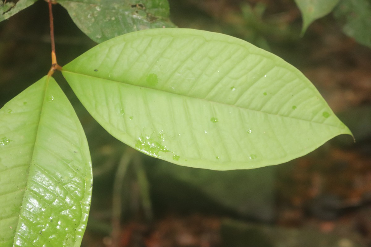 Eugenia rivulorum Thwaites