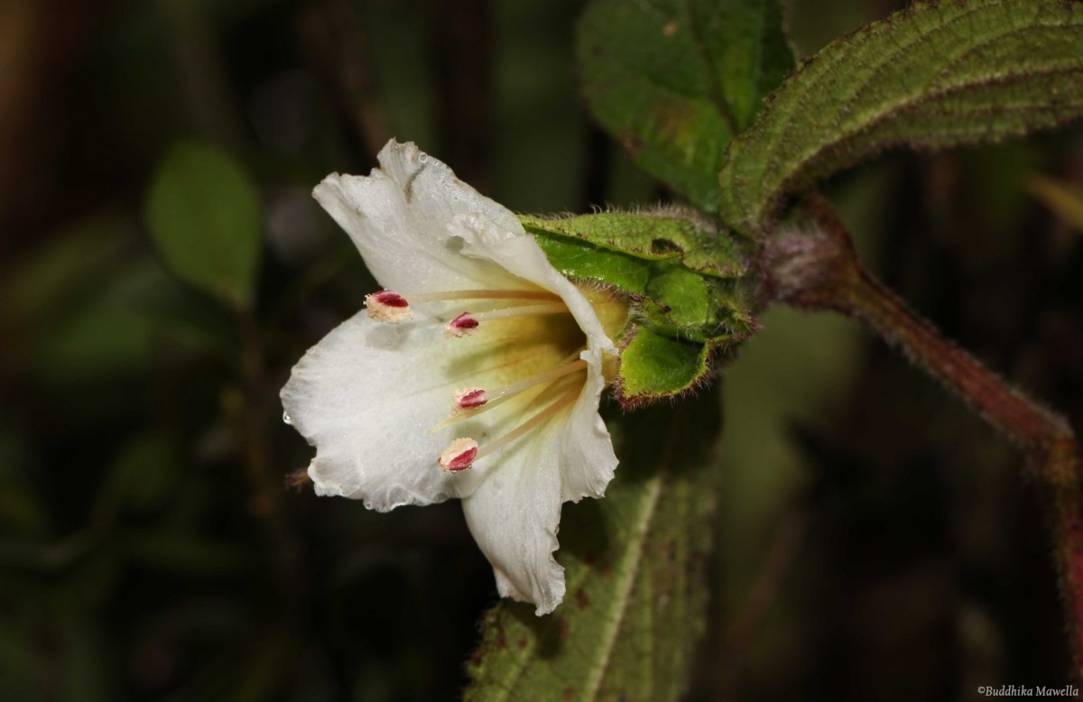 Strobilanthes vestita Nees
