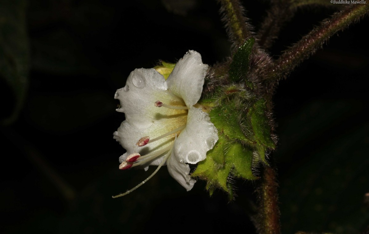 Strobilanthes vestita Nees