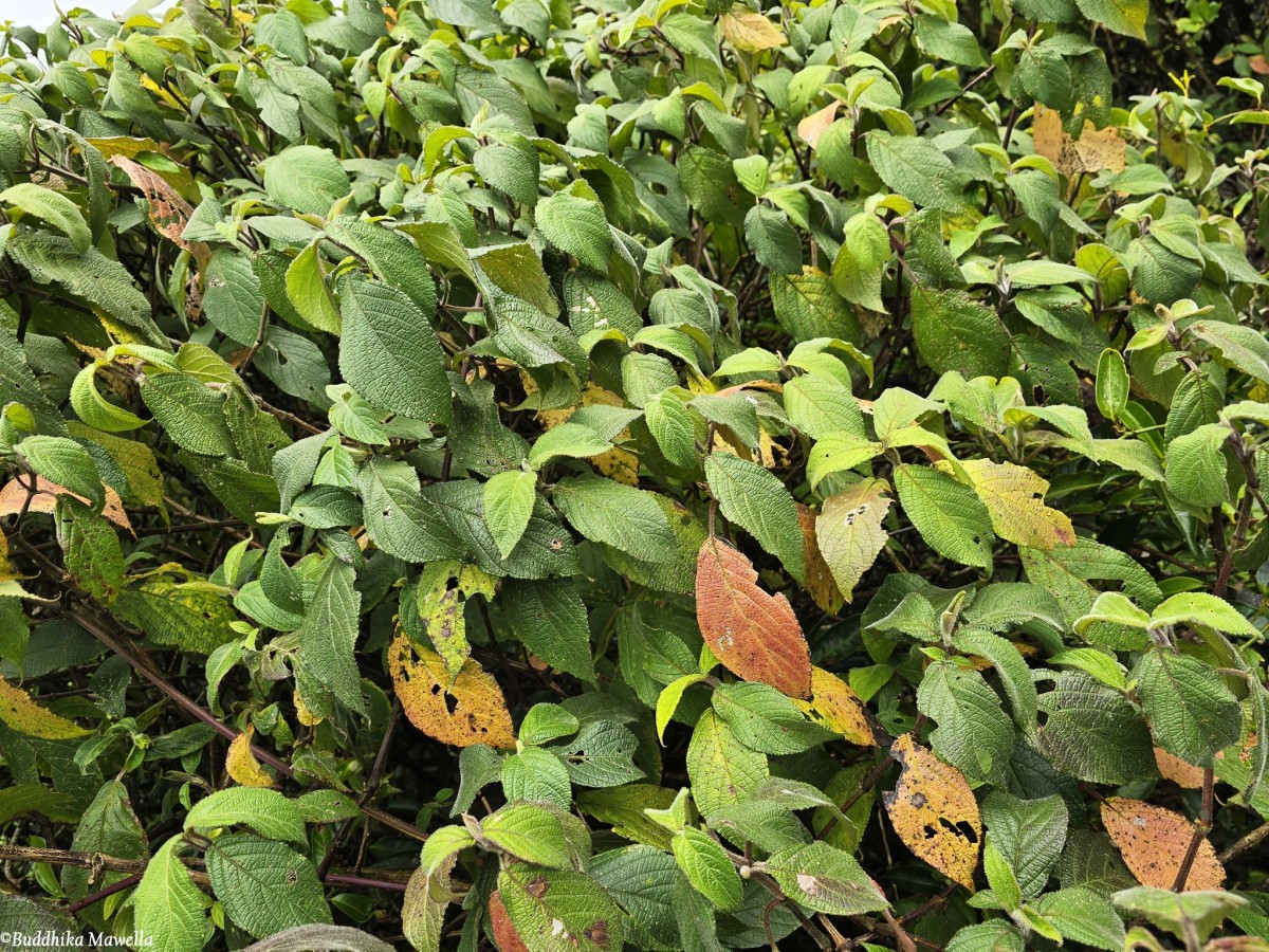 Strobilanthes vestita Nees