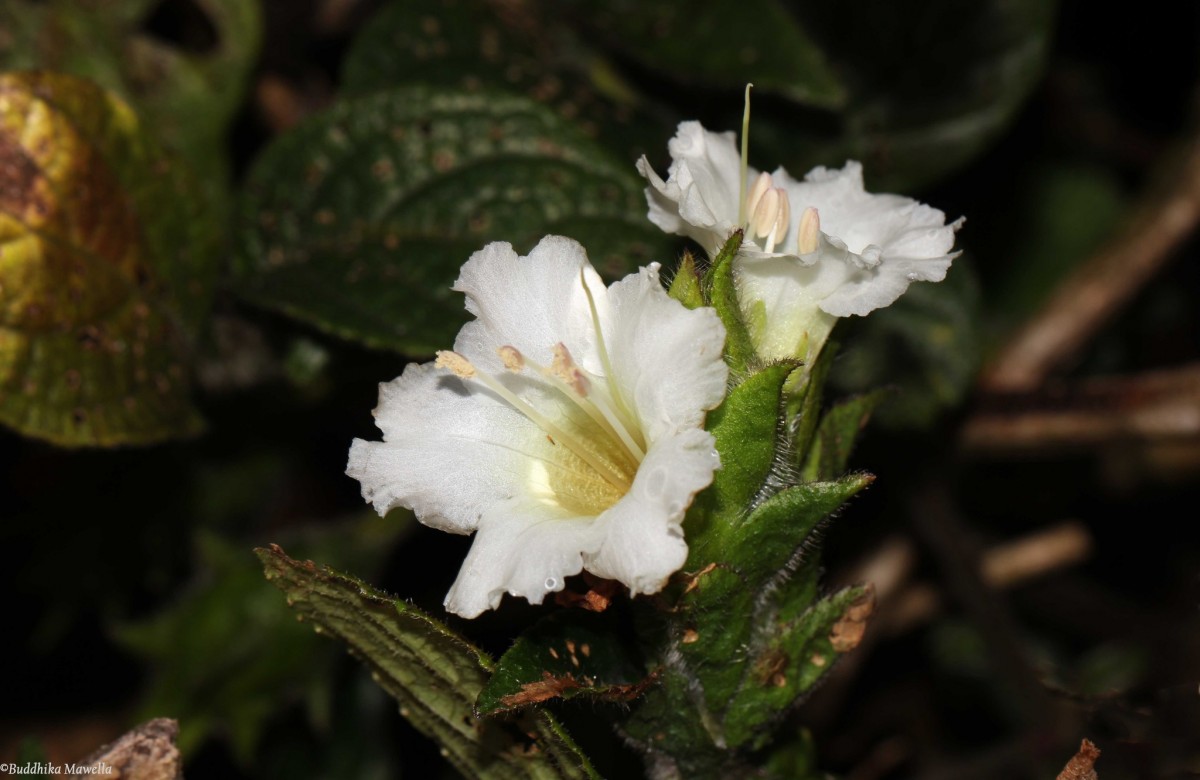 Strobilanthes vestita Nees