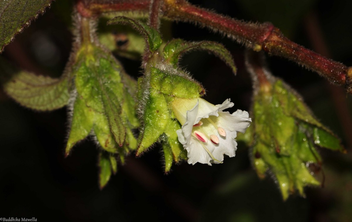Strobilanthes vestita Nees