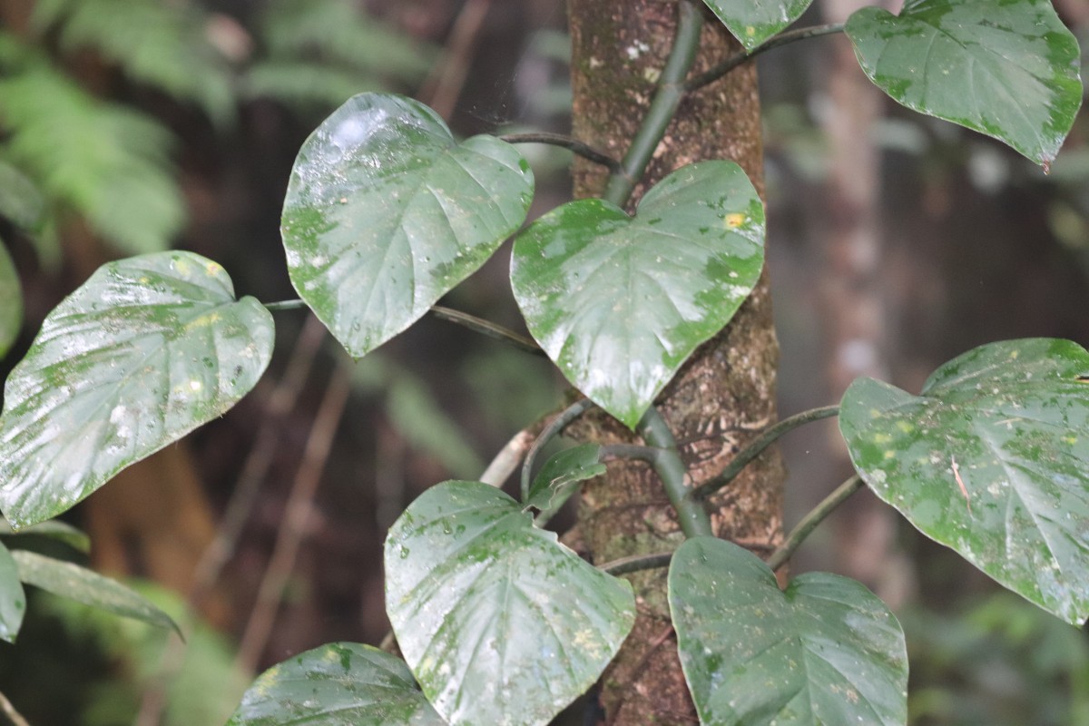 Rhaphidophora pertusa (Roxb.) Schott