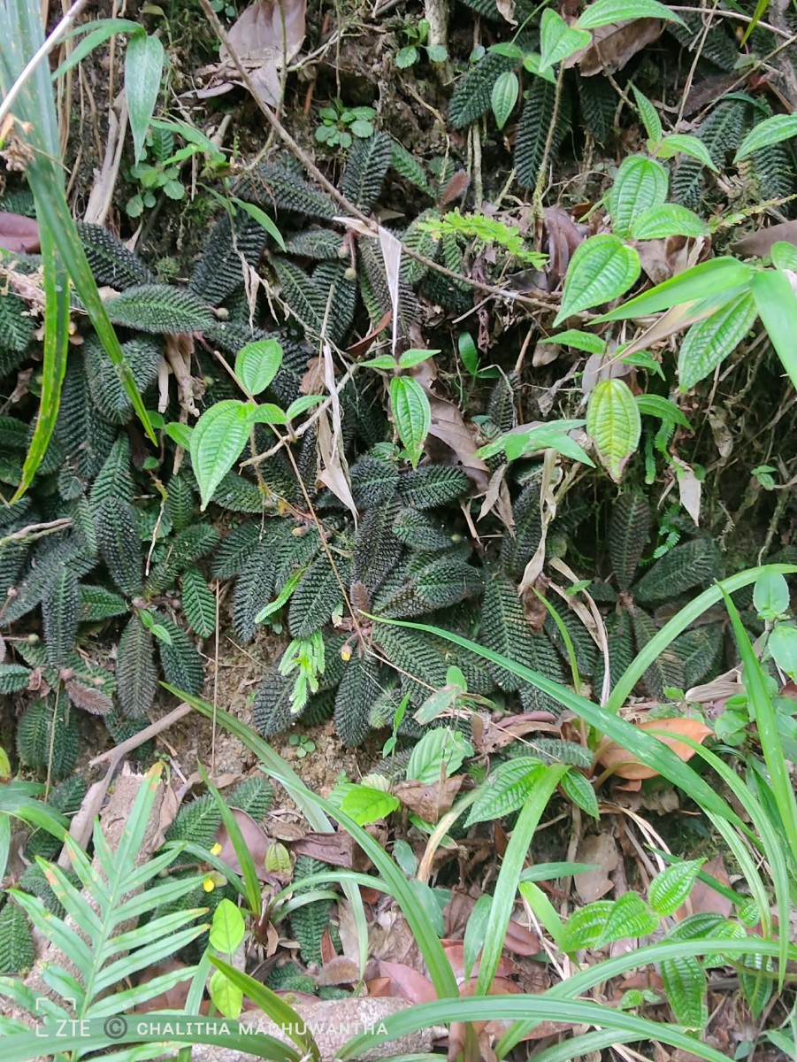 Acrotrema uniflorum var. bullatum (Thwaites) Hook.f. & Thomson