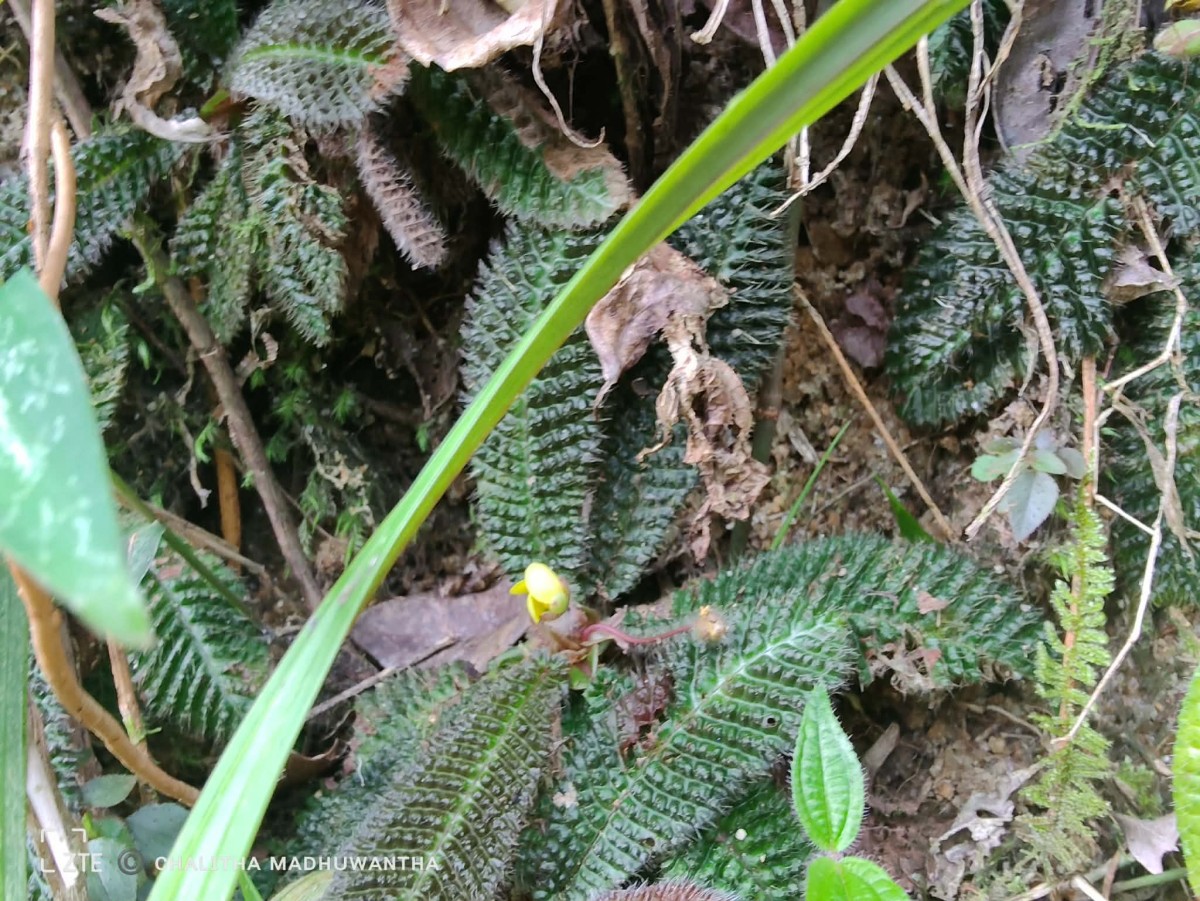 Acrotrema uniflorum var. bullatum (Thwaites) Hook.f. & Thomson