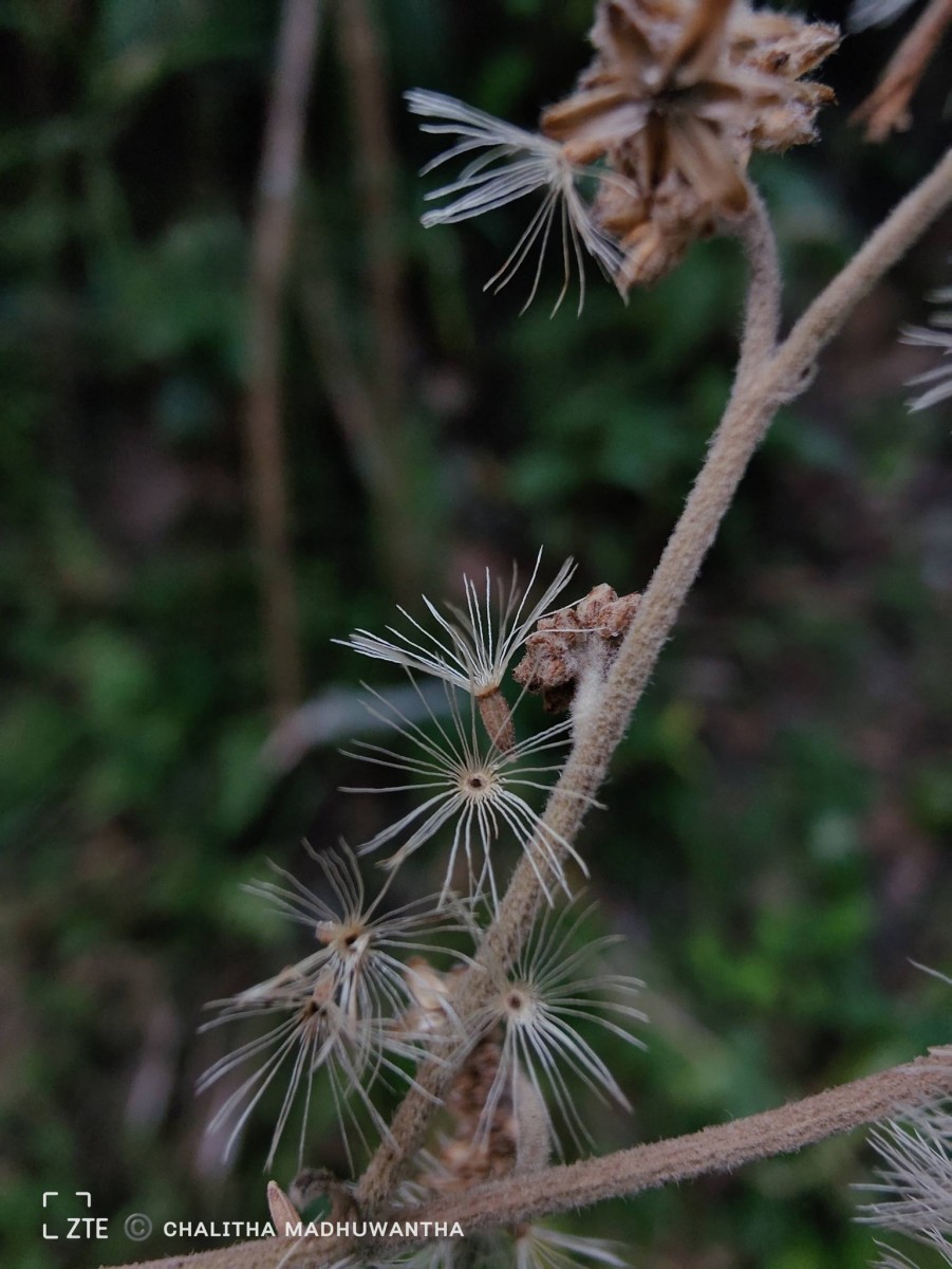 Jeffreycia zeylanica (L.) H.Rob., S.C.Keeley & Skvarla