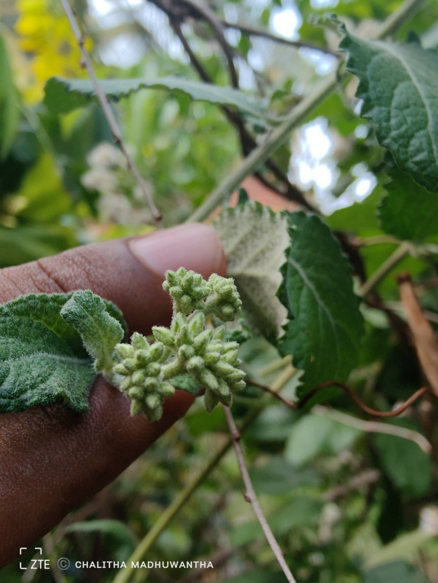 Jeffreycia zeylanica (L.) H.Rob., S.C.Keeley & Skvarla