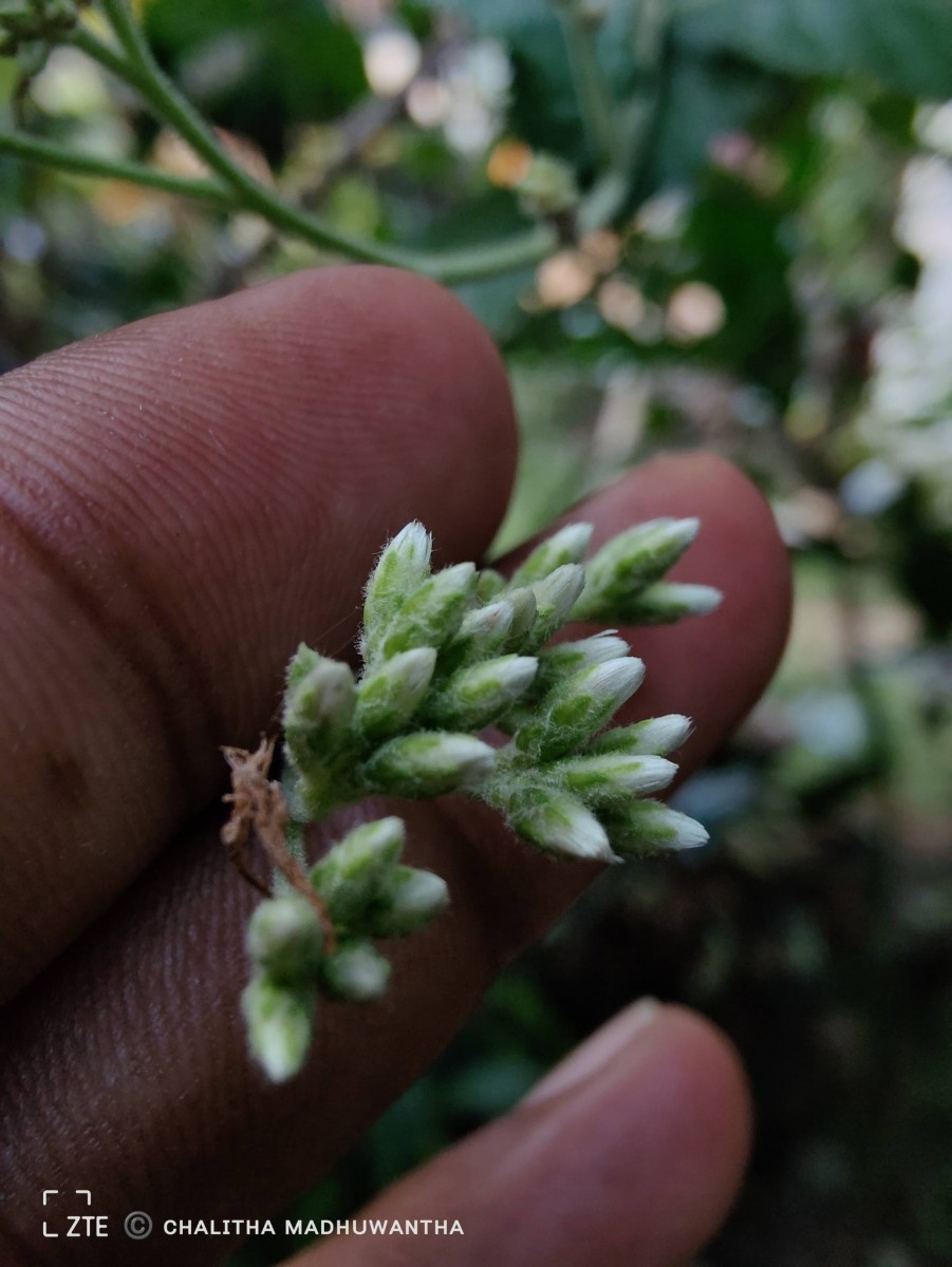 Jeffreycia zeylanica (L.) H.Rob., S.C.Keeley & Skvarla