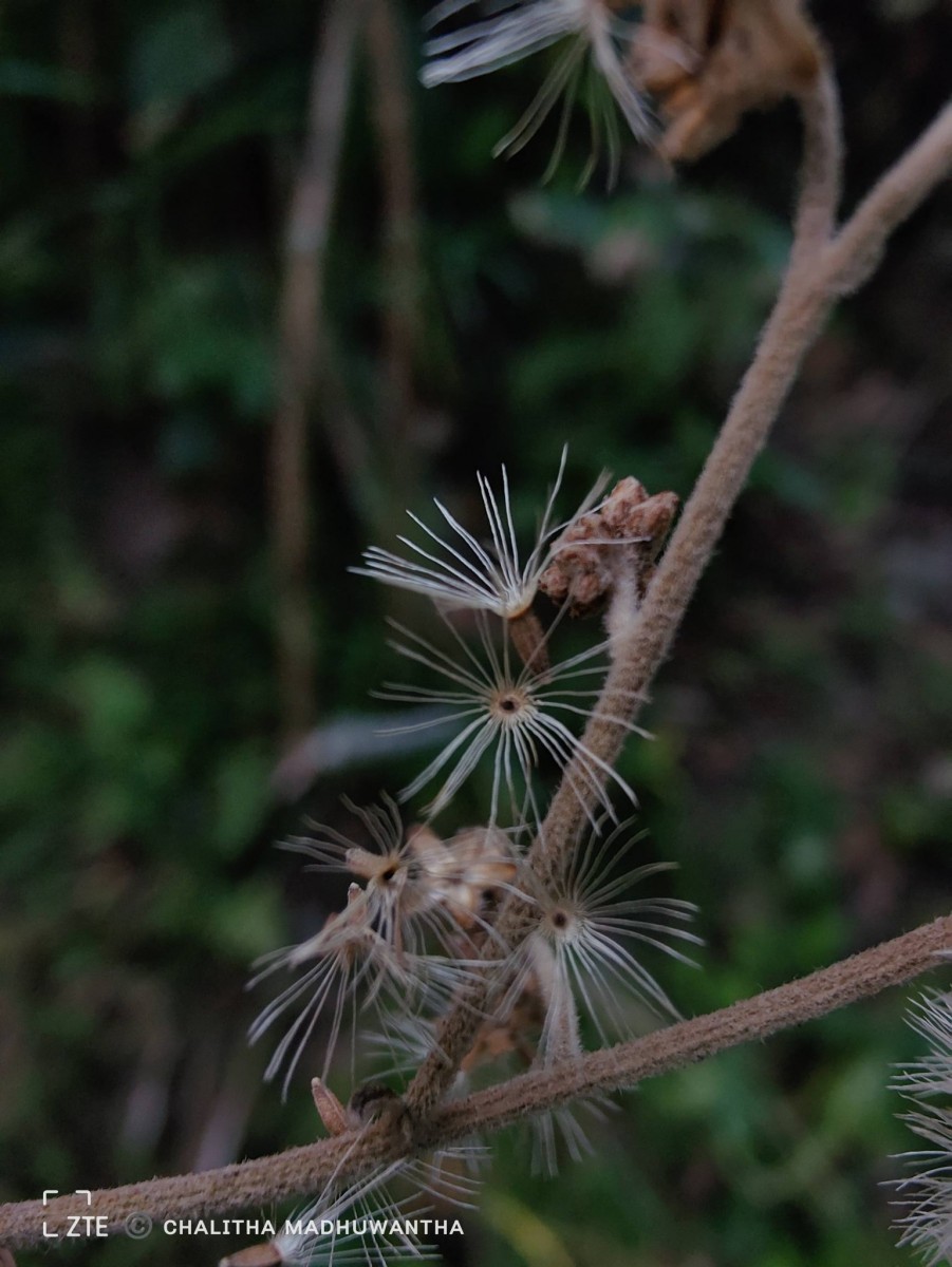 Jeffreycia zeylanica (L.) H.Rob., S.C.Keeley & Skvarla