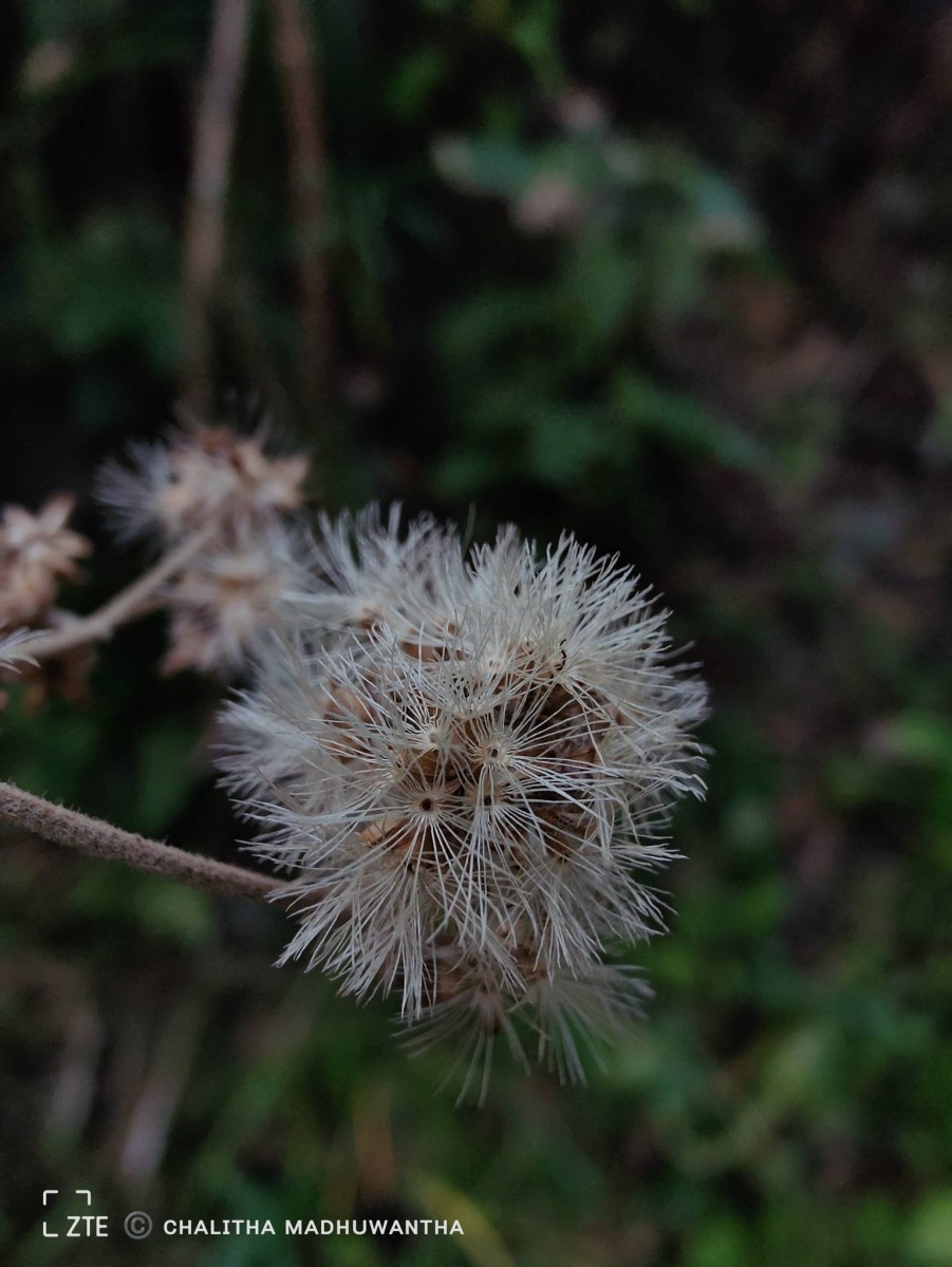 Jeffreycia zeylanica (L.) H.Rob., S.C.Keeley & Skvarla