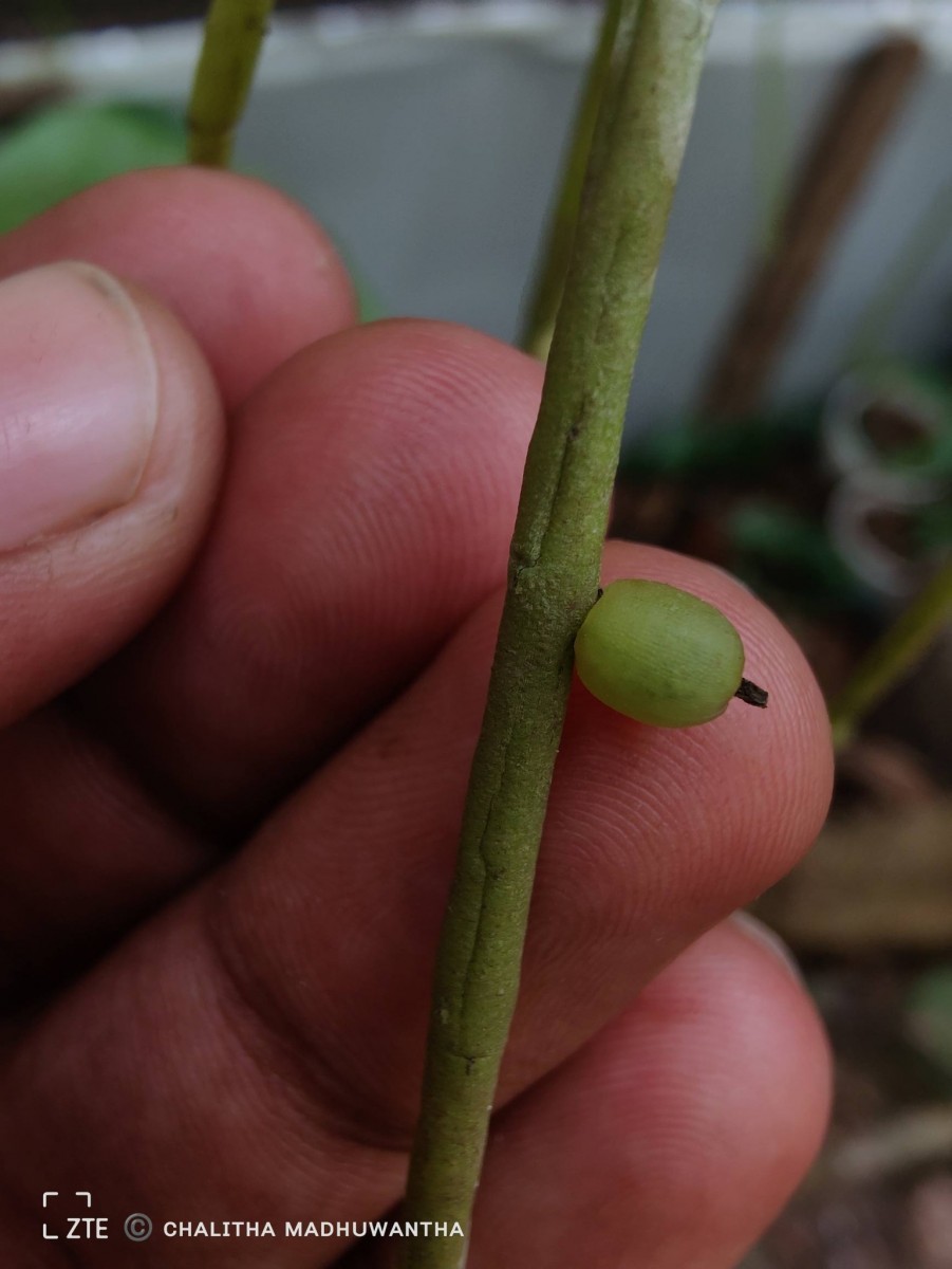 Rhipsalis baccifera (J.S.Muell.) Stearn